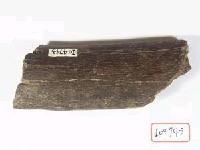 藏品(犀牛肋骨)的圖片